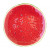 Плато Watermelon, Bordallo Pinheiro, дизайнерска керамика, Ø 32.5 см